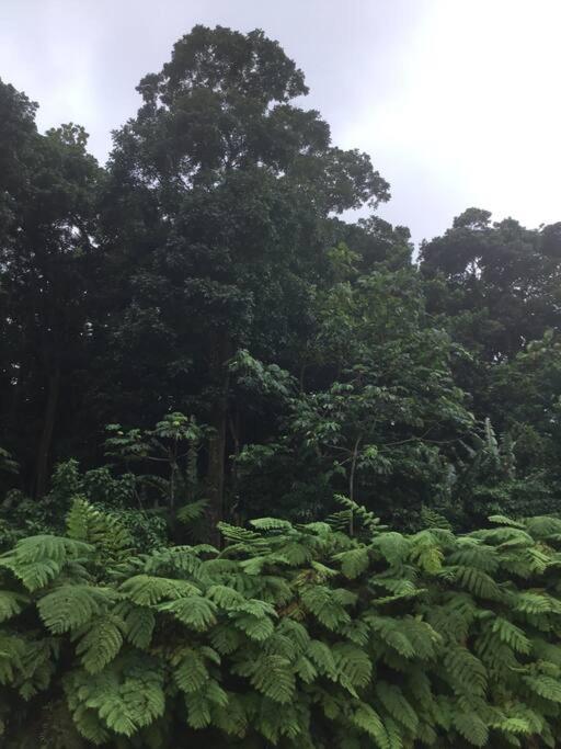 Les Lucioles 1 Beau T2 En Foret Tropicale Avec Acces Piscine Saint-Joseph Екстер'єр фото